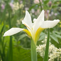 Iris sibirica alba